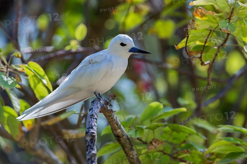 White tern