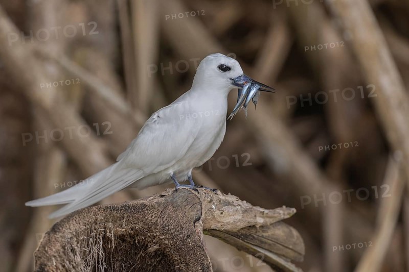White tern