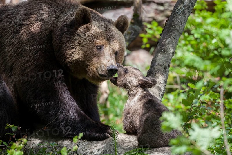 Brown bear