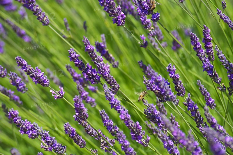 Lavender fields near Sault