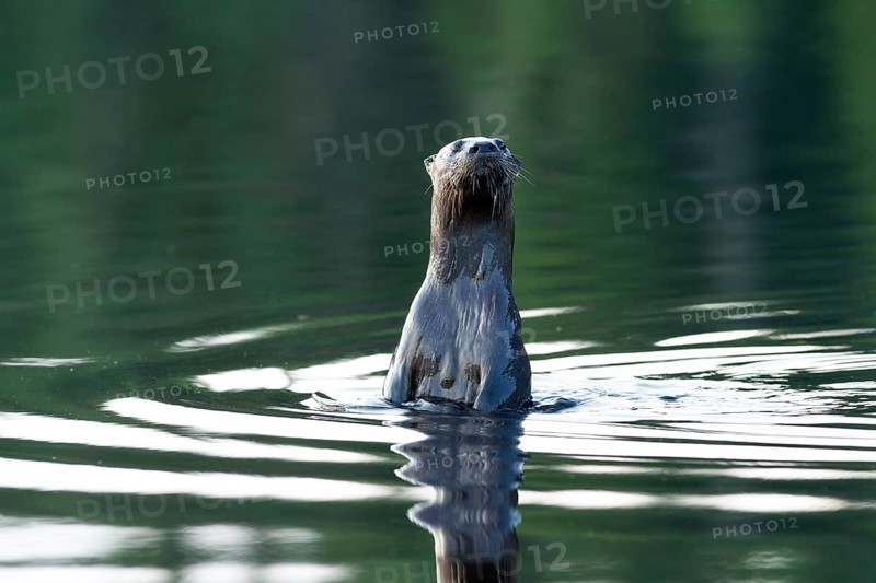 North American river otter