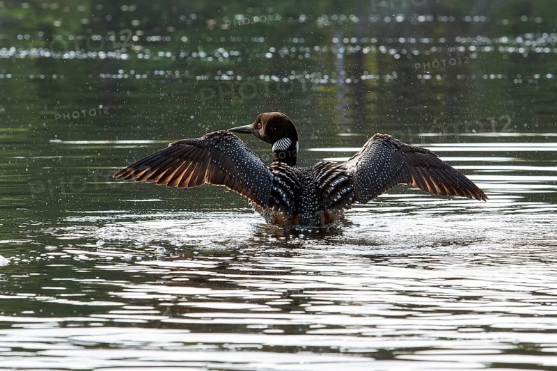 Great Northern Loon