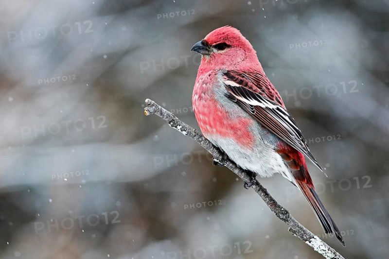 Male Pine Grosbeak