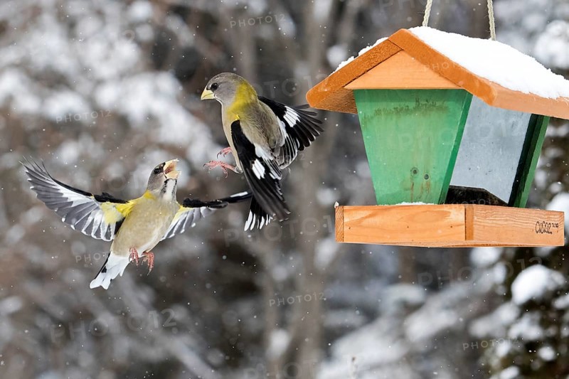 Evening grosbeak interaction at a winter bird feeder