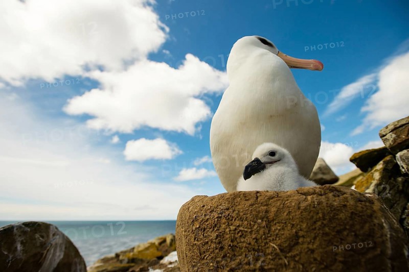 Black-browed Albatross
