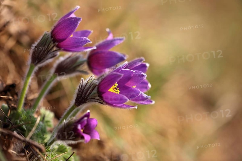 Common Pasque flower