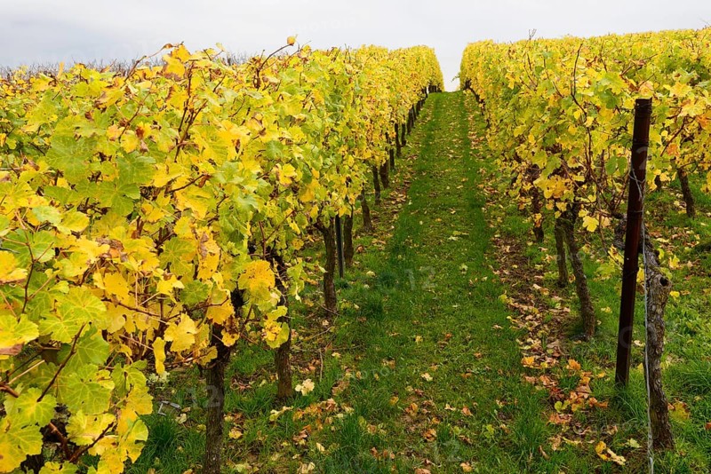 Vineyards