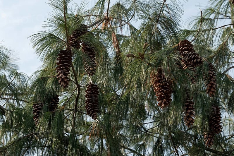 Coulter pine