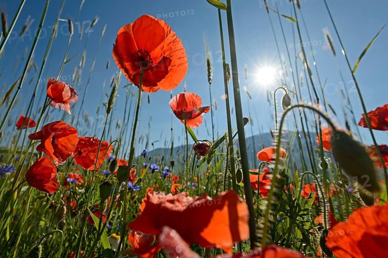 Poppy