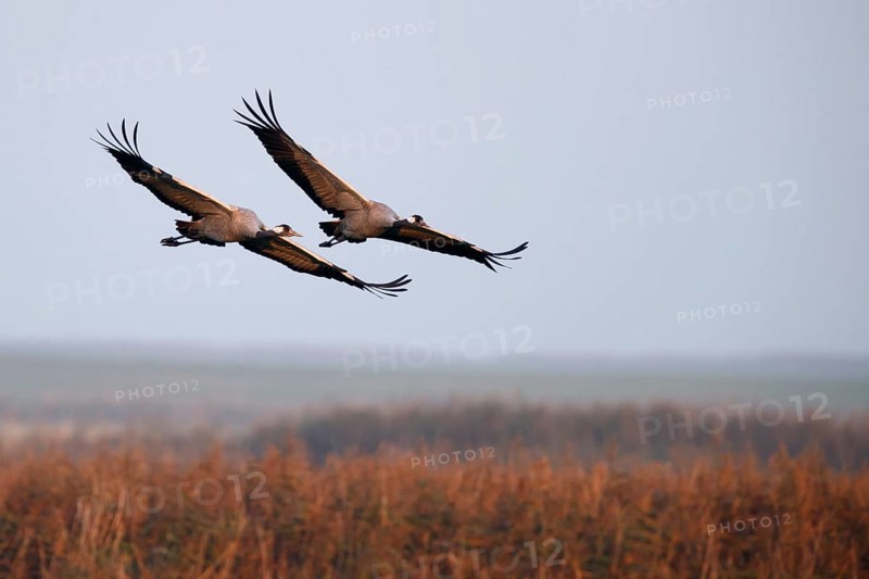 Common crane