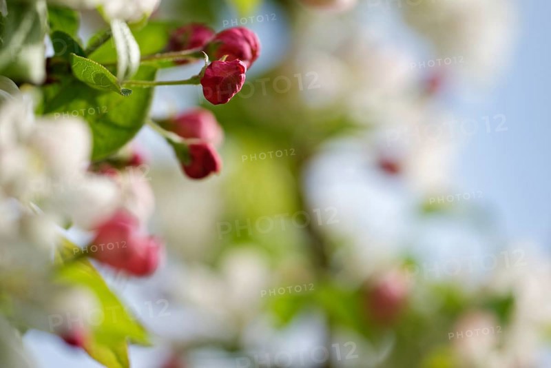 European crab apple