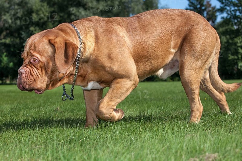 Dogue de Bordeaux