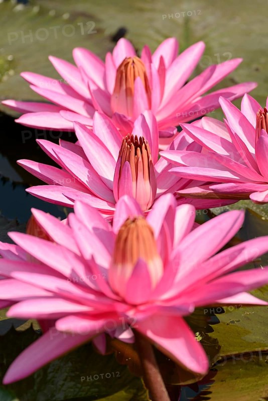 Water Lily