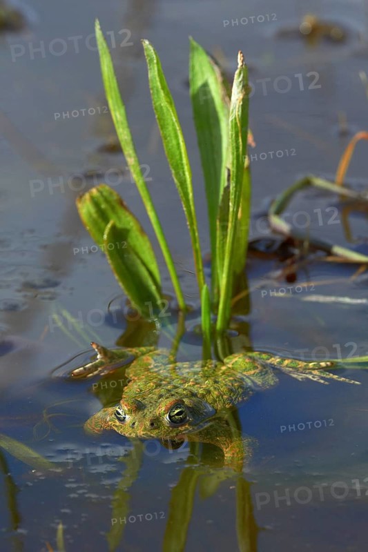 Natterjack Toad