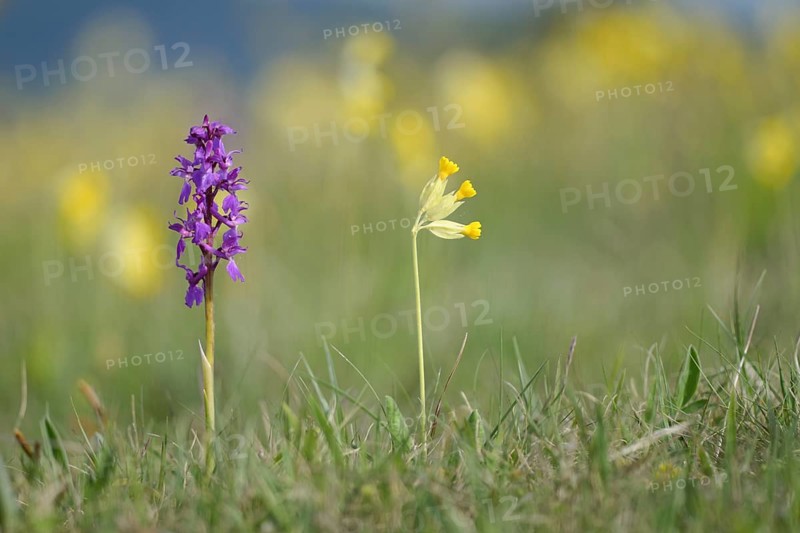 Early purple orchid