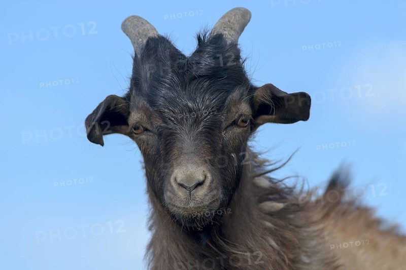 Cashmere goat
