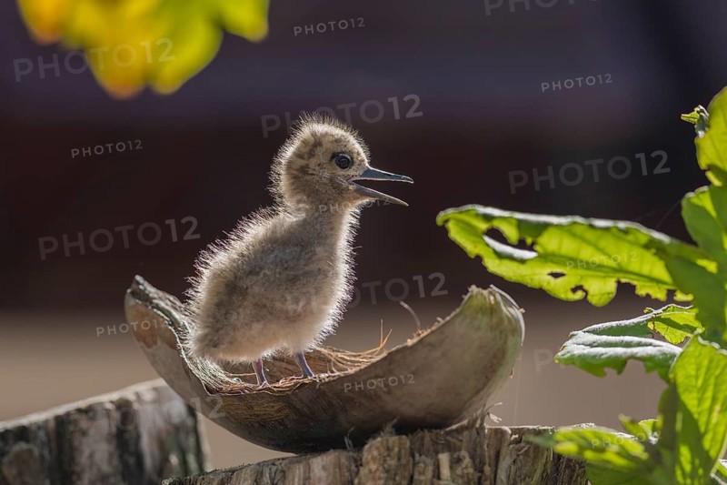 White tern