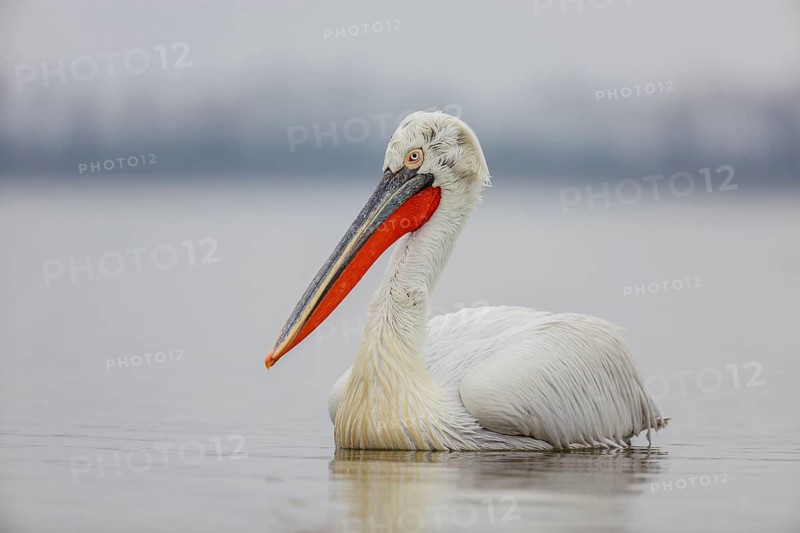Dalmatian pelican