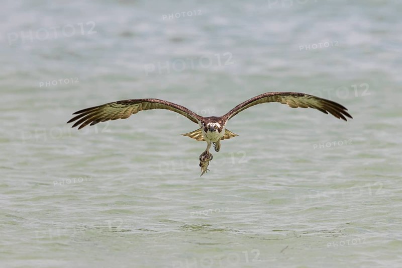 Western osprey