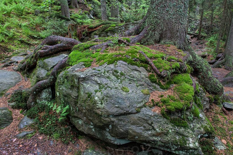 Primeval forest in Hoellbachgespreng