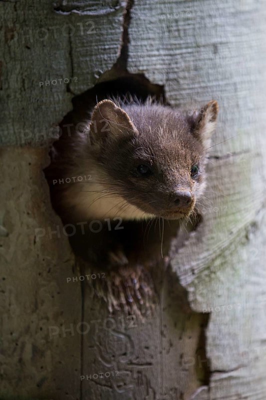 European pine marten