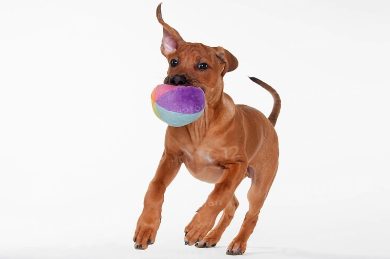 Rhodesian Ridgeback