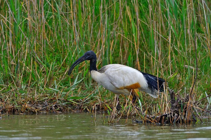 African sacred ibis