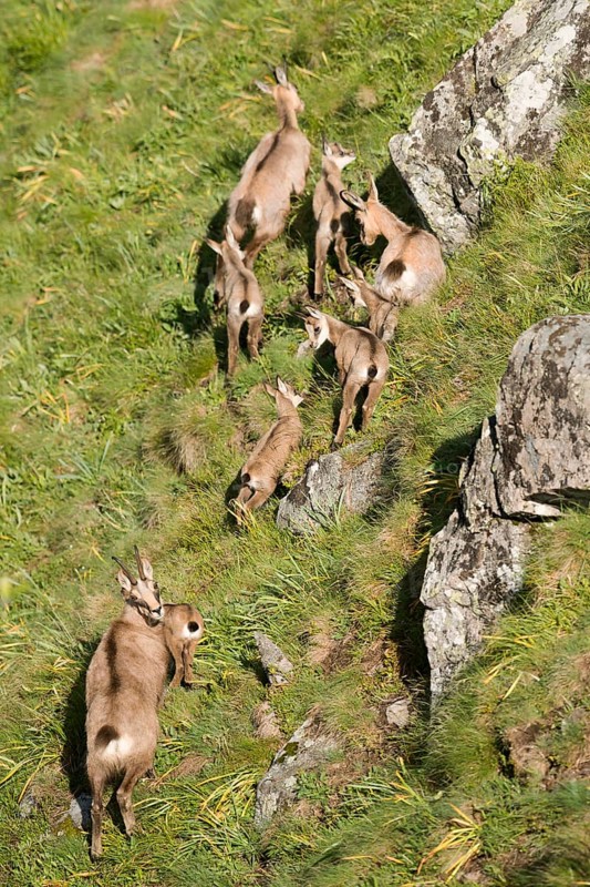 Chamoises