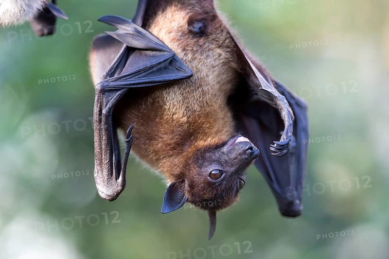 Indian Flying Fox