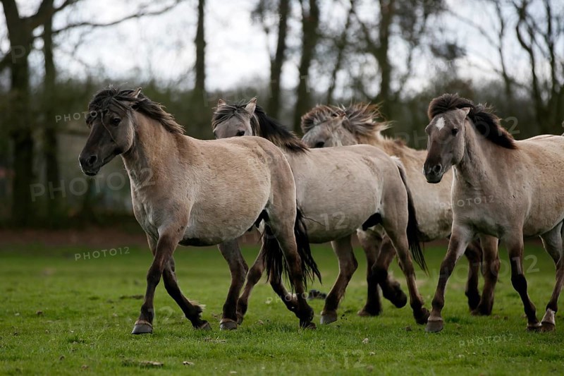 Wild Horse Duelmen