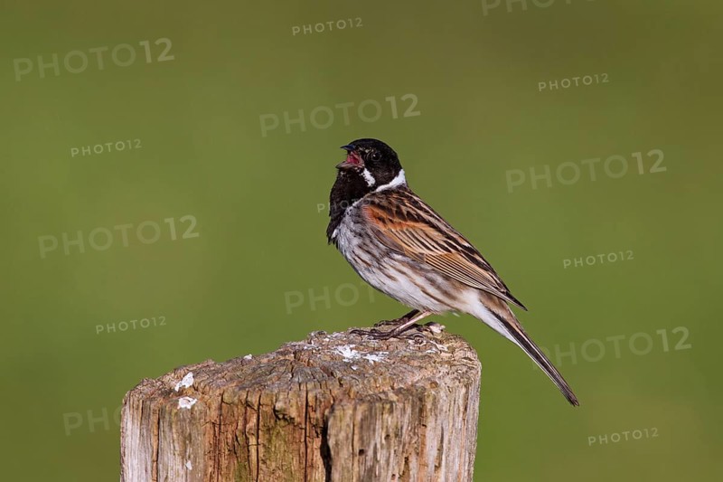 Reed bunting