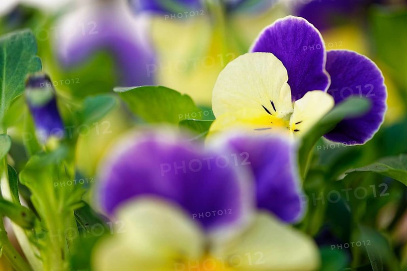 Pansy