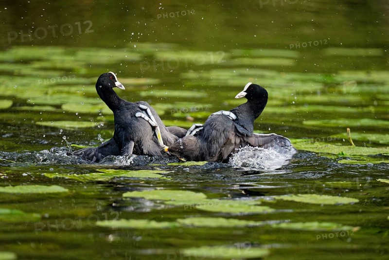 Fighting eurasian coots