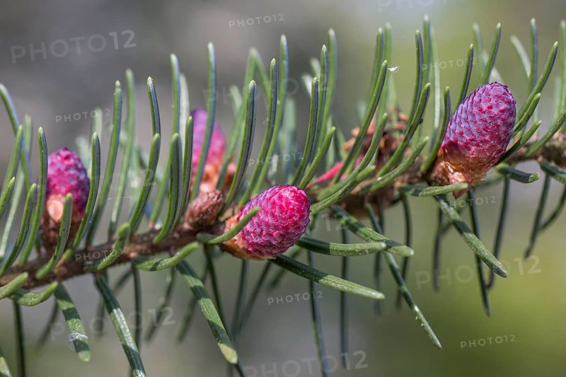 European silver fir
