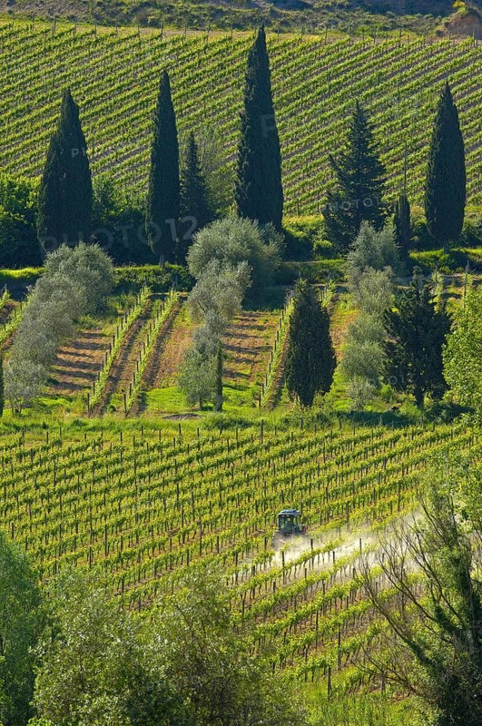 Vineyard near Sant' Antimo Abbey