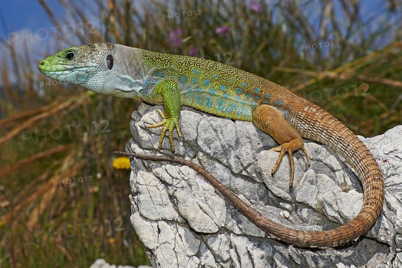 Scaled lizard