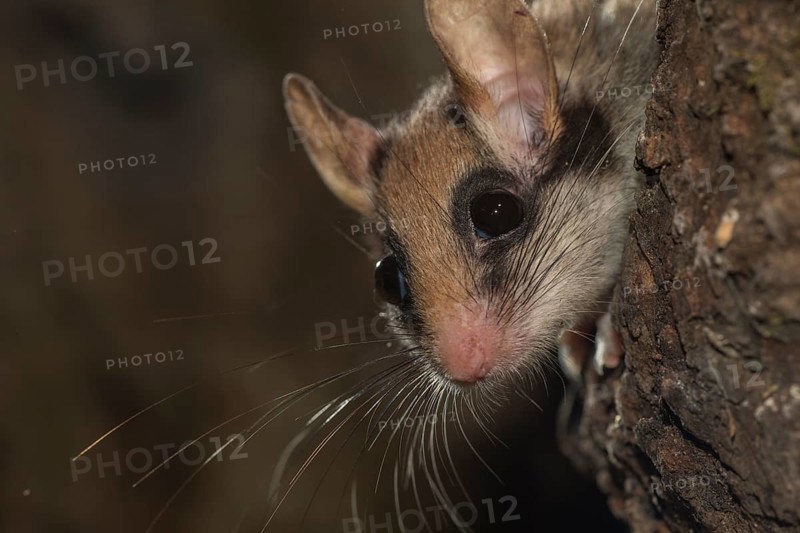 Garden dormouse