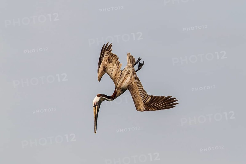 Brown Pelican