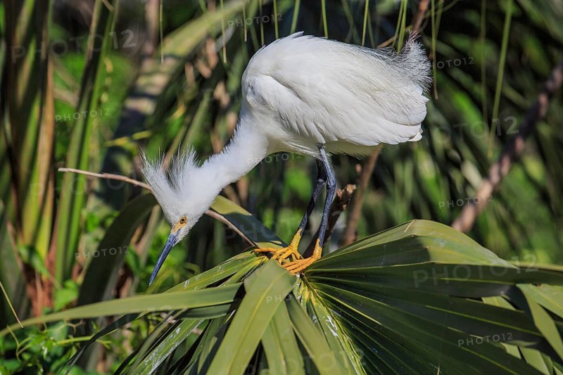 Snowy Egret