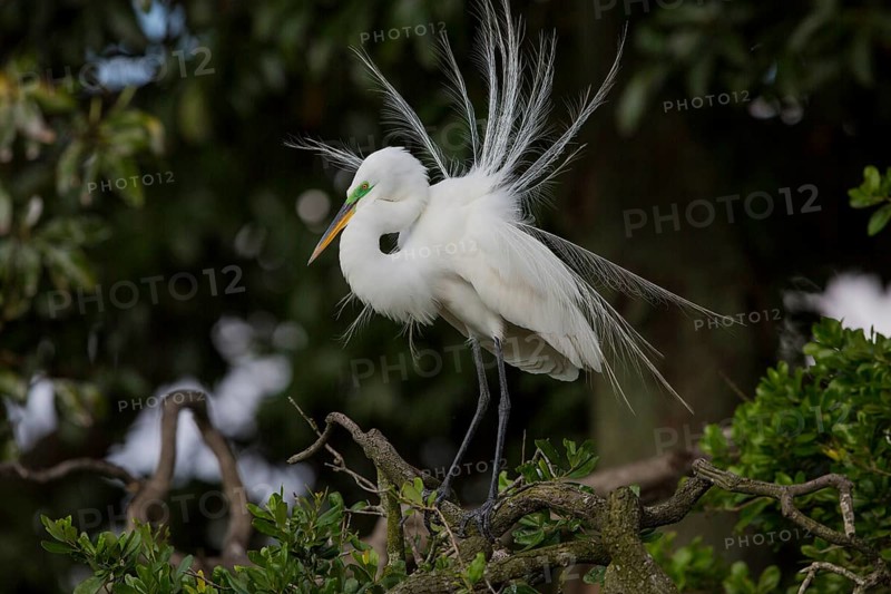 Great egret