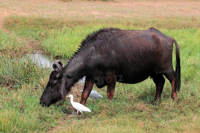Asian water buffalo