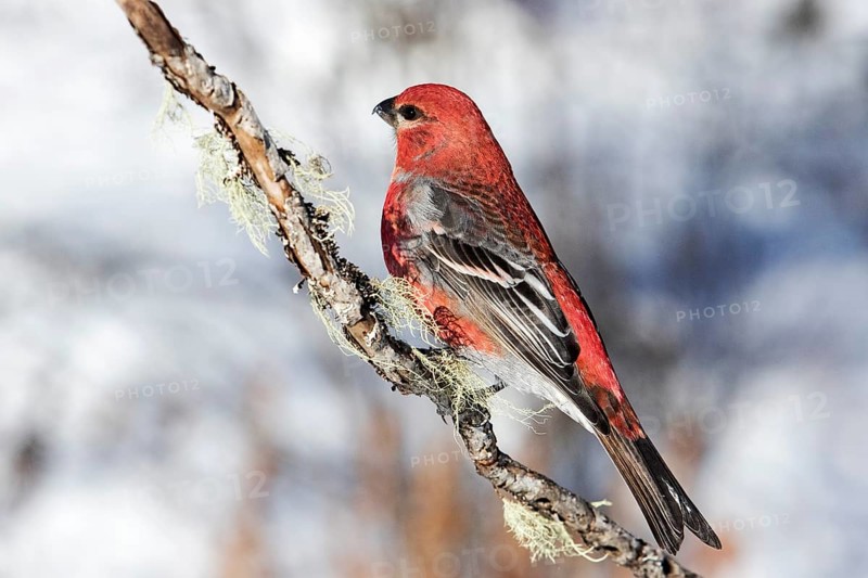 Male Pine Grosbeak