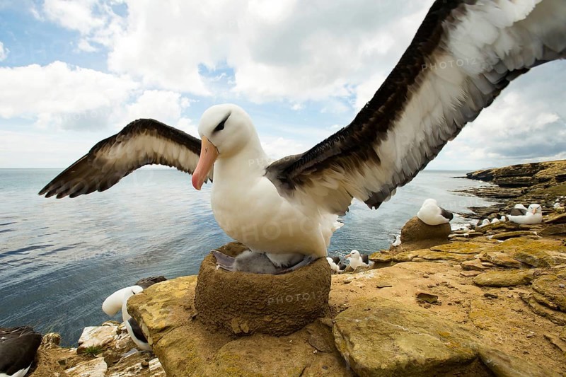 Black-browed Albatross