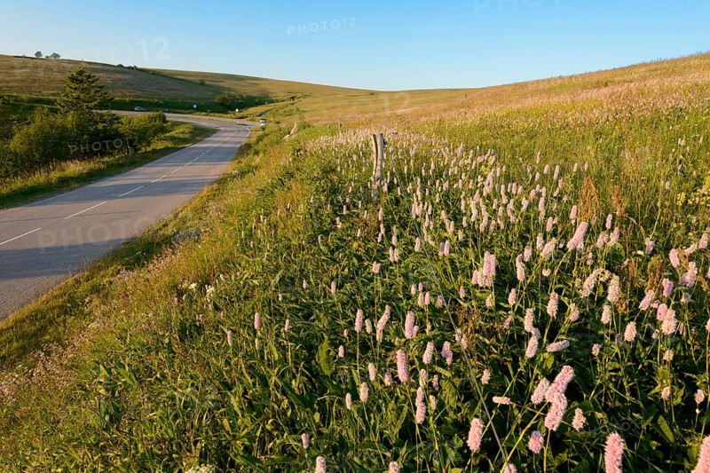 Meadow knotweed