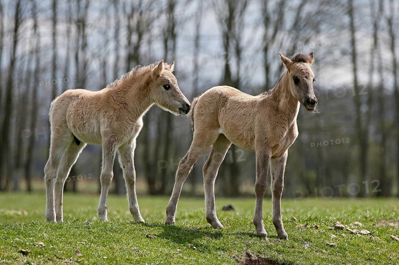 Wild Horse Duelmen
