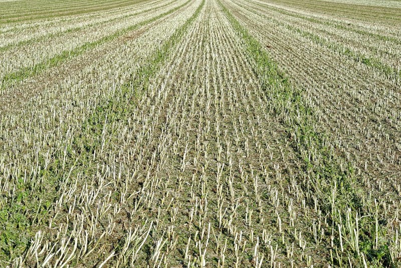 Harvested corn