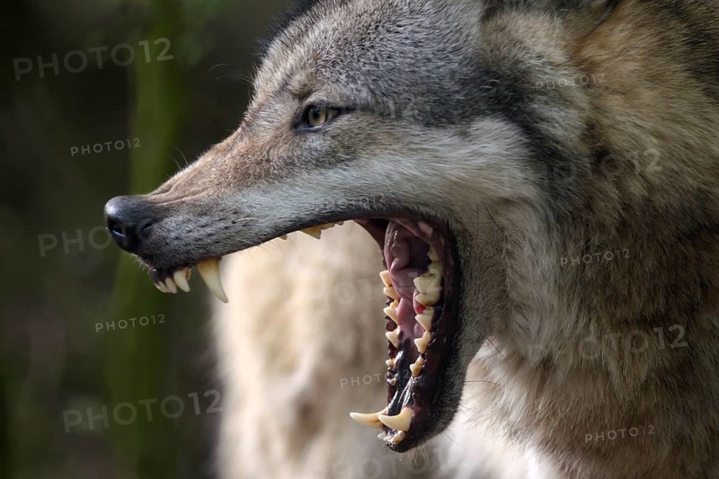 Gray Wolf