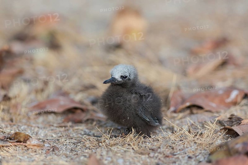 Slender-noddy tern