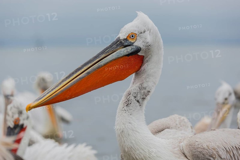 Dalmatian pelican
