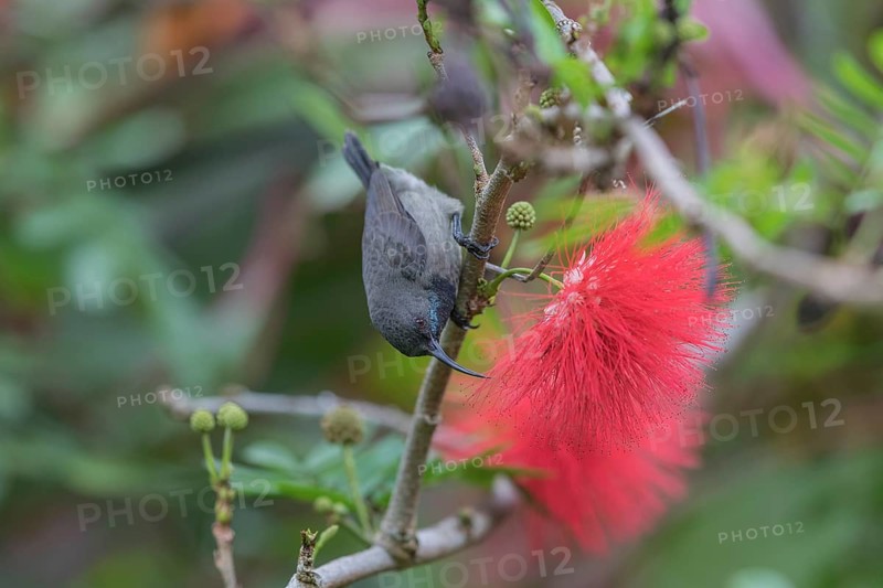 Seychelles Sunbird